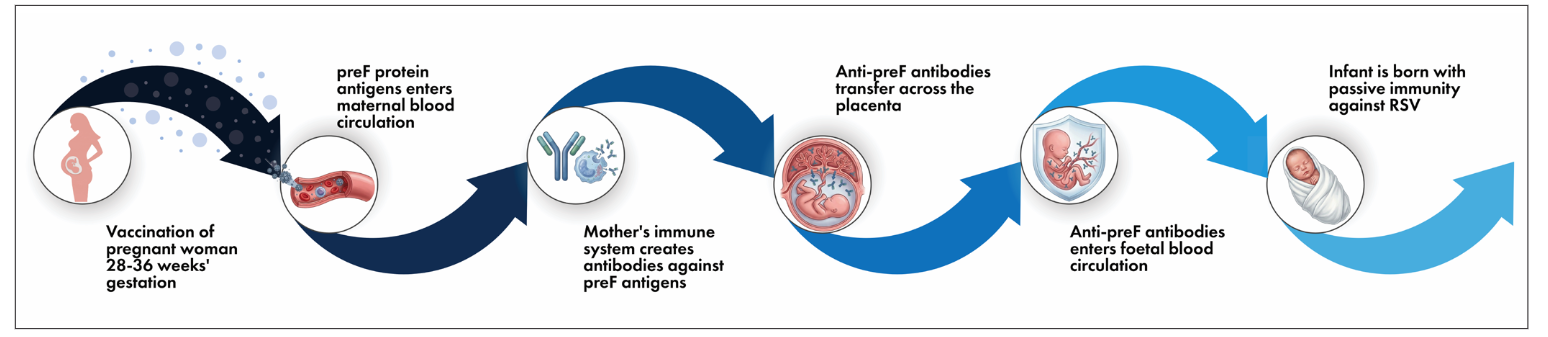 Figure showing maternal vaccination, antibody production, placental transfer and passive infant immunity